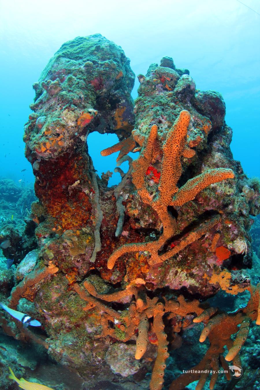 Mushroom Forest - Corals