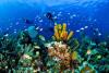 Aquarium Reef - Cayman Islands