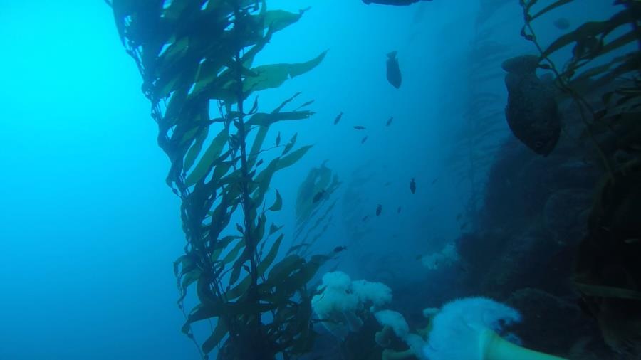 Metridium Fields - Black perch, metridium & kelp