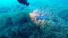 Kelp Greenling - feedthesnake