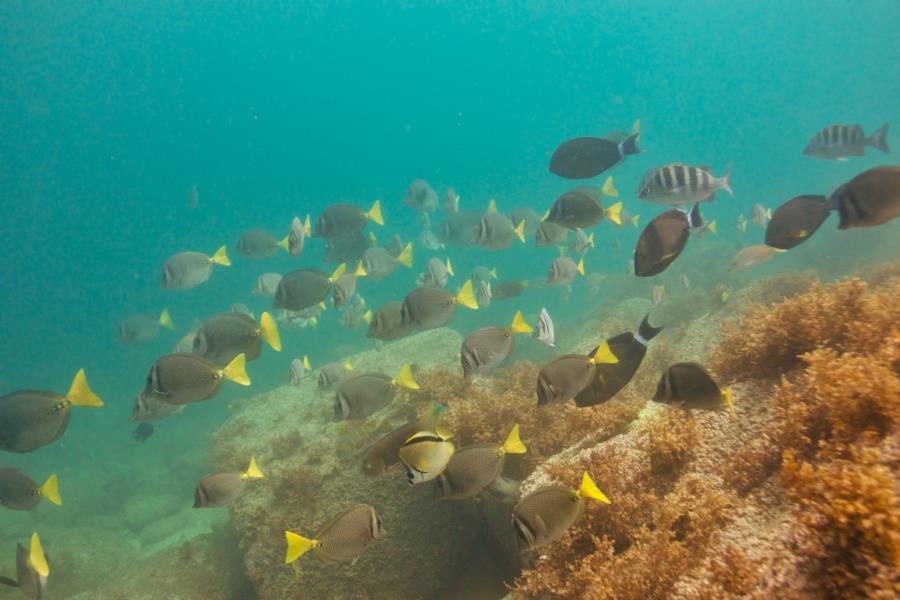 Majahuitas Beach - Sea life at Majahuitas