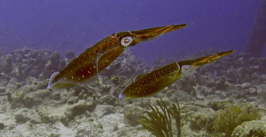 Salt Pier - squid at salt pier