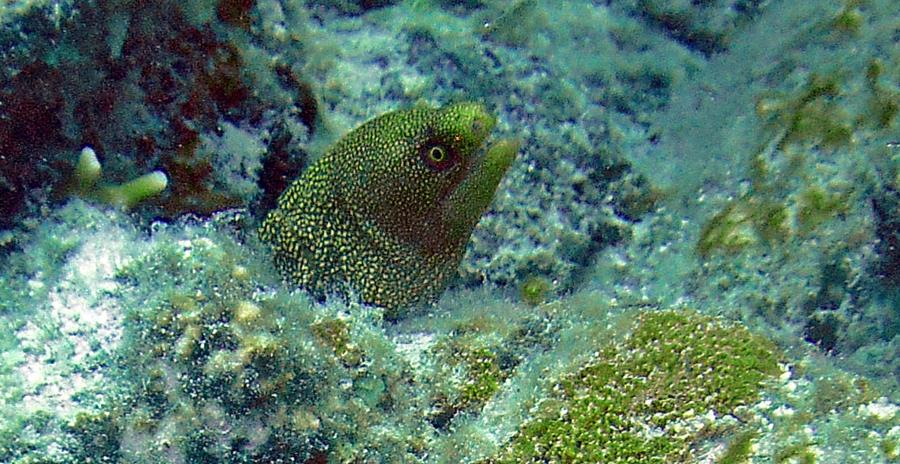 Salt Pier - moray at salt pier