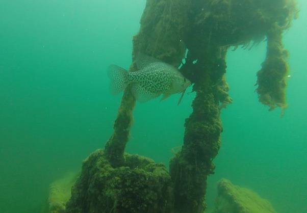 Natural Springs - crappie in new paris