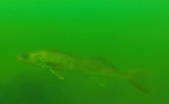 Natural Springs - walleye in new paris