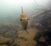 Summersville Lake - Bluegill