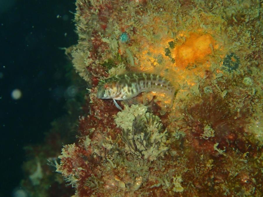 DuPont Bridge Span # 1 - Small Goby?