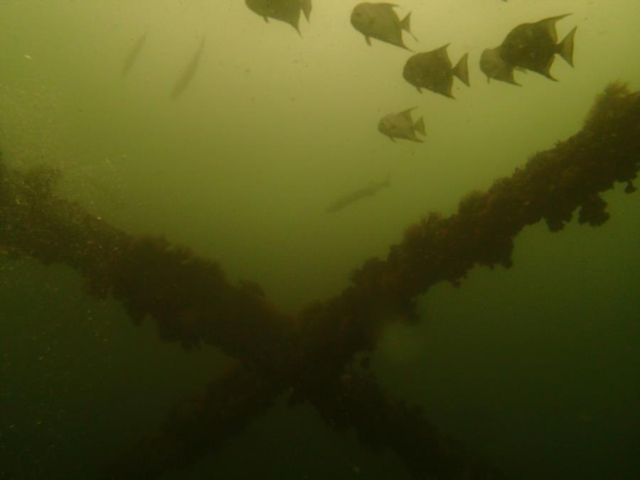 DuPont Bridge Span # 1 - Barracuda & Bat Fish