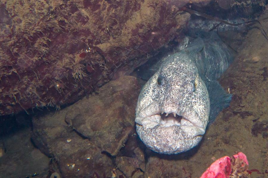 Sund Rock - Sund rock wolf eel