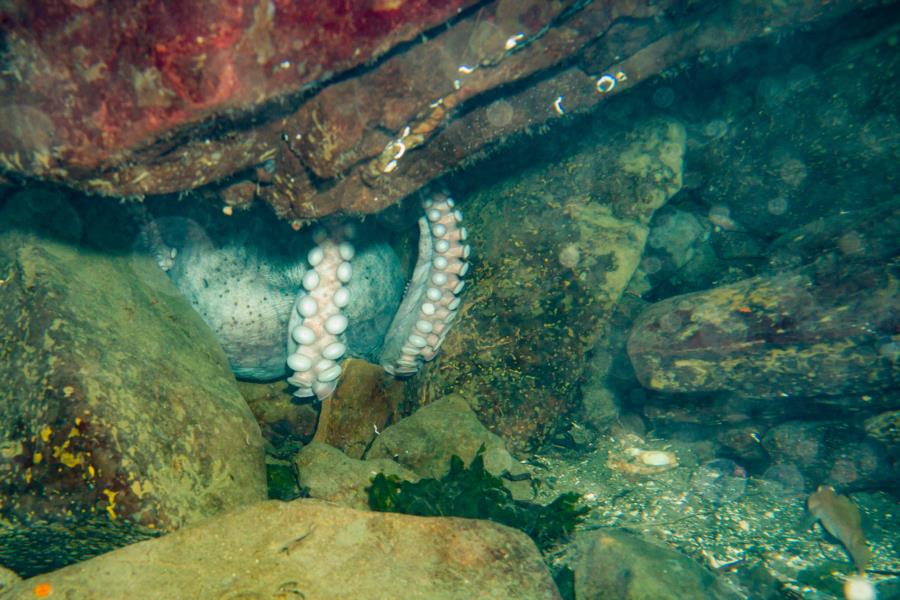 Sund Rock - Sund rock octopus