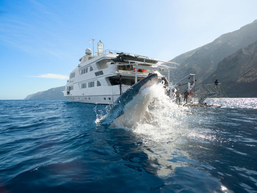 Guadalupe Island - Shark Breach