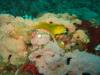 Yellow Blenny 9-6-09 Tiner Reef