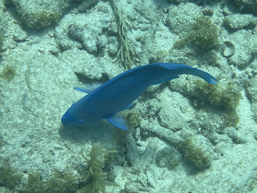 Key West - Reef