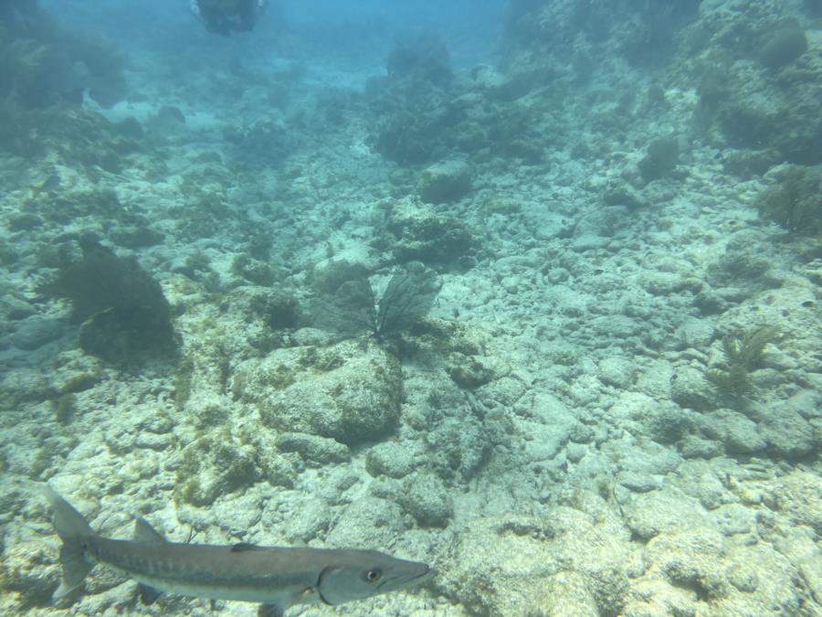 Key West - Reef