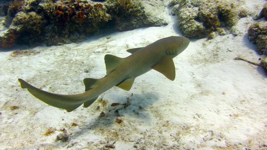 Santa Rosa Shallow - Nurse Shark