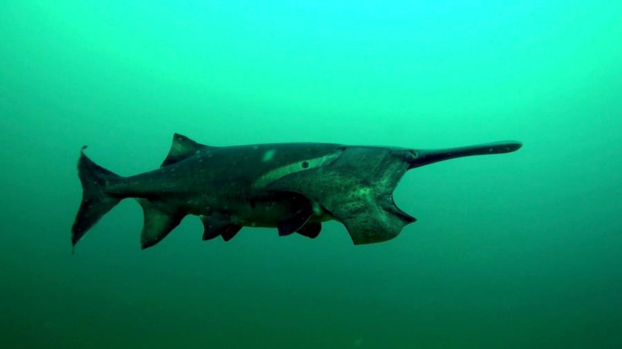 Loch Low-Minn Quarry - Paddle fish