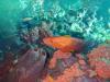 Komodo National Park - Colourful fish seeking for food