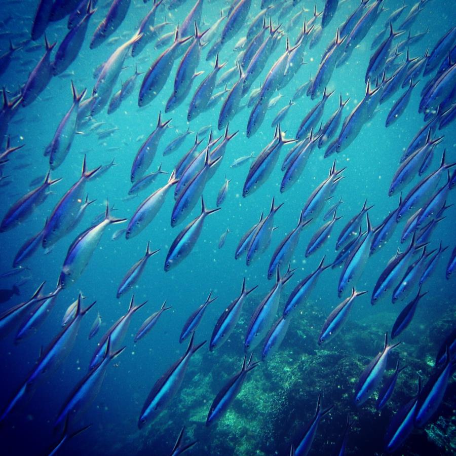 Komodo National Park - Feels great being in the middle of Fishes storm