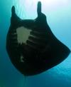 Melanistic Reef Manta (Manta Alfredi)