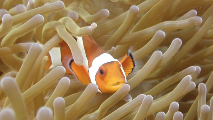 Komodo National Park - Nemo