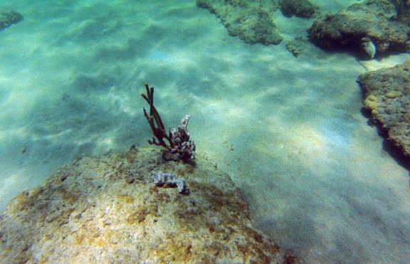 Inside Reef aka Lauderdale-by-the-Sea - CR_G0140045_WEB.jpg