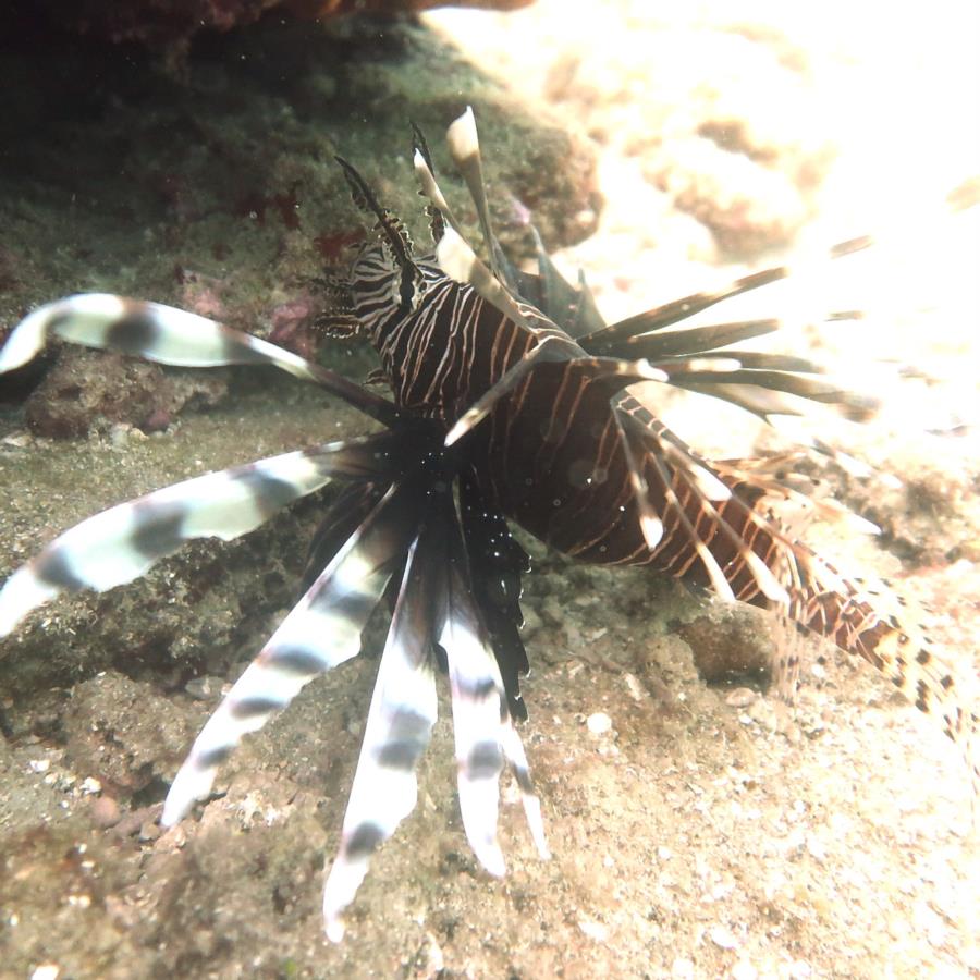 Inside Reef aka Lauderdale-by-the-Sea - Lion Fish