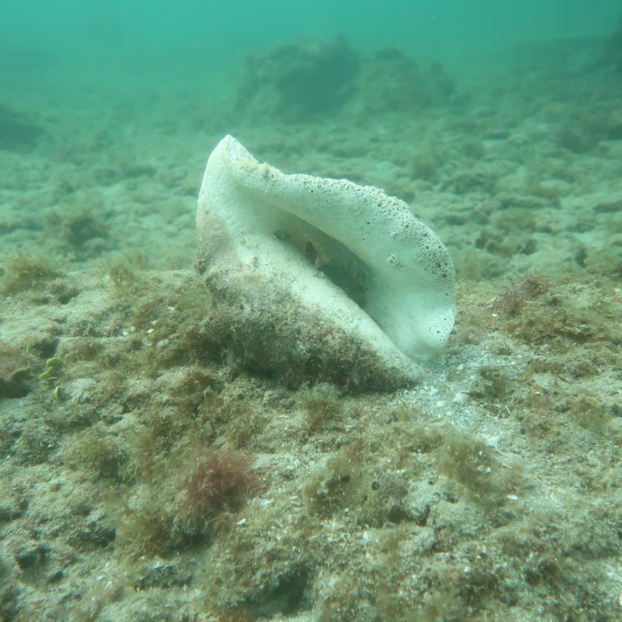 Inside Reef aka Lauderdale-by-the-Sea - Conch Shell