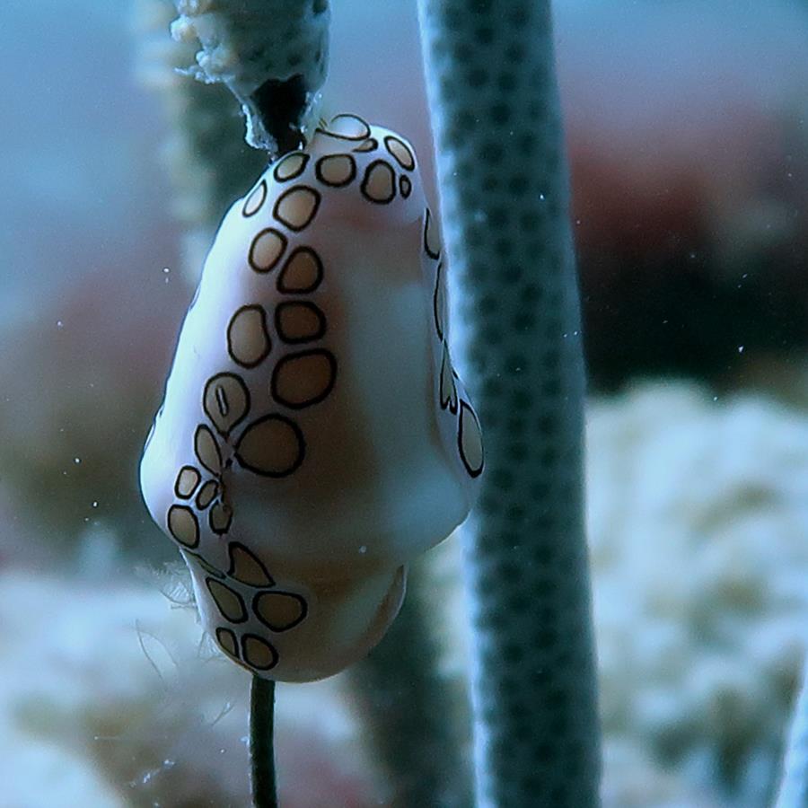 Inside Reef aka Lauderdale-by-the-Sea - Nudi Branch