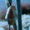 Nudi Branch