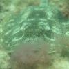 Inside Reef aka Lauderdale-by-the-Sea - Yellow Stingray