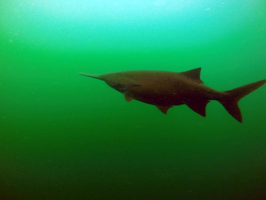 Phillips Outdoor Center - paddle fish