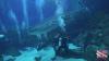 Georgia Aquarium Ocean Voyager Dive - Whale Shark
