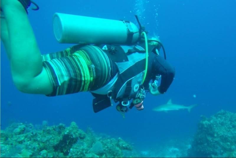 Shark Hotel, Providenciales, TCI - Reef Shark