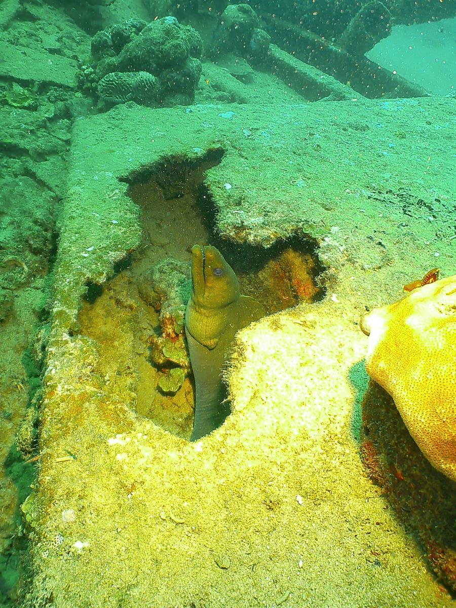 Antilla Wreck - Antilla