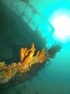 Antilla Wreck - Antilla