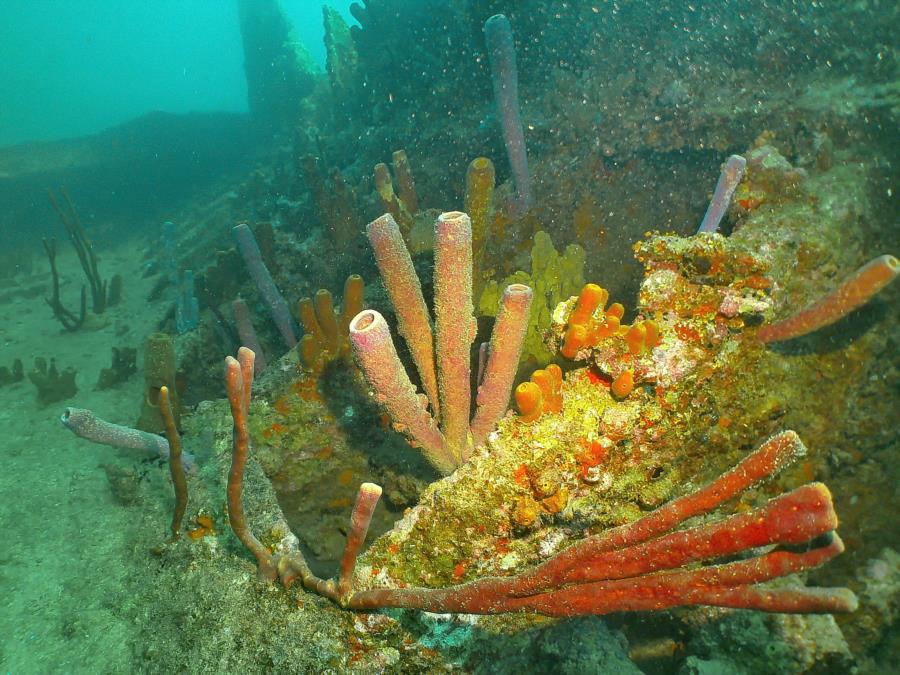 Antilla Wreck - Antilla