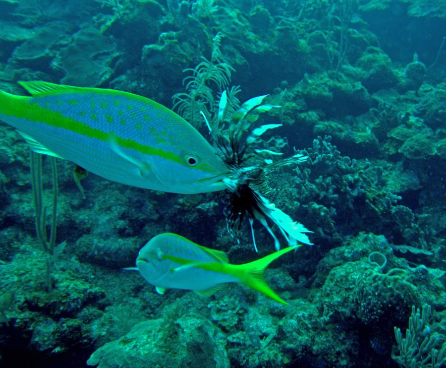 Jacks Bight - fish at Jack’s Bight