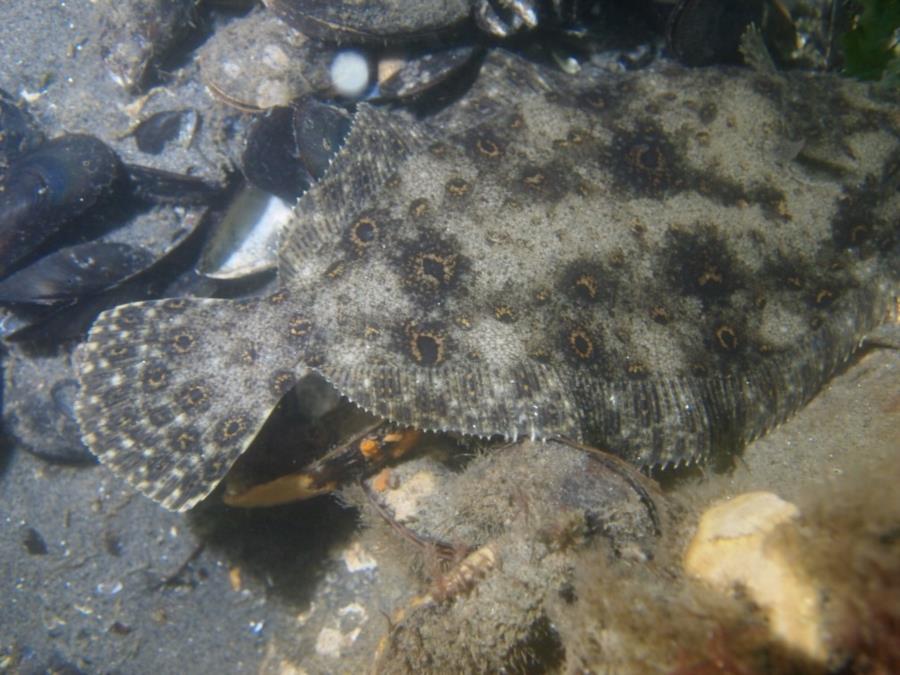 Shark River Inlet - Flounder trying to sleep at A Street