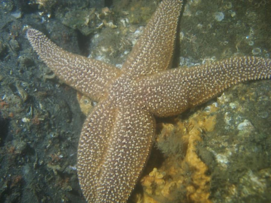 Shark River Inlet - Starfish at a Street