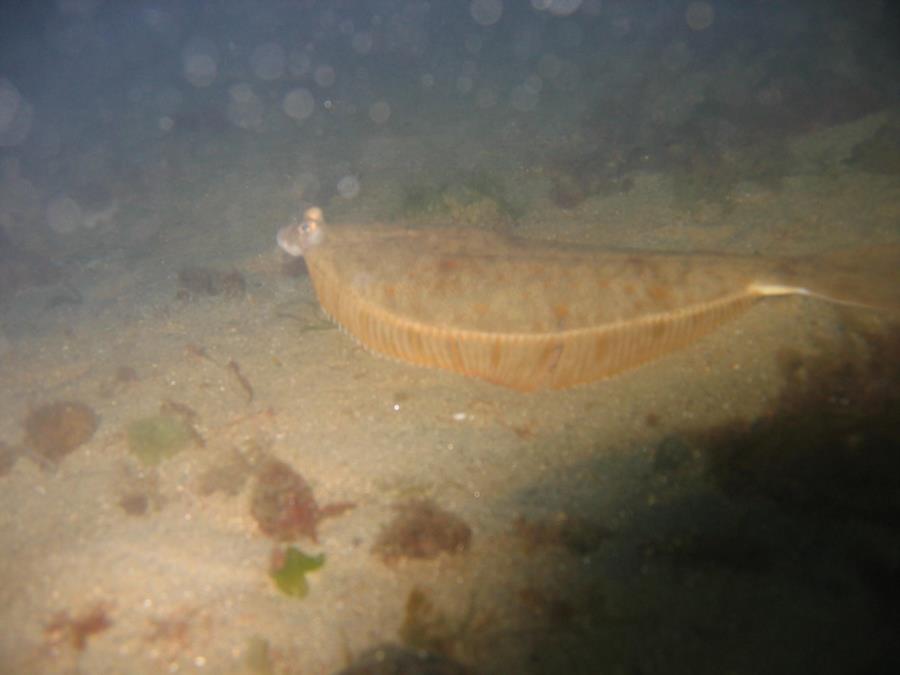 Back Beach - Flounder