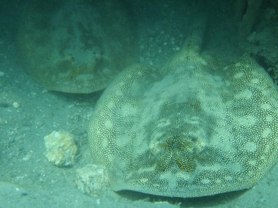 Blue Heron Bridge aka Phil Foster Park, BHB - Pair of yellow stingrays under rocks south of beach, 2/12/2016