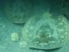 Pair of yellow stingrays under rocks south of beach, 2/12/2016