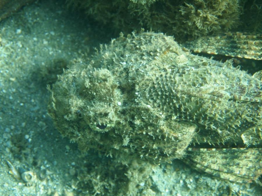 Blue Heron Bridge aka Phil Foster Park, BHB - Scorpionfish next to 1st piling, west span