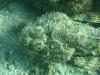 Scorpionfish next to 1st piling, west span
