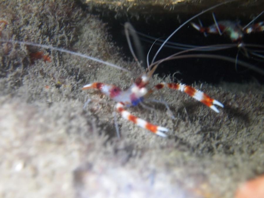 Blue Heron Bridge aka Phil Foster Park, BHB - Red banded shrimps waiting for a client