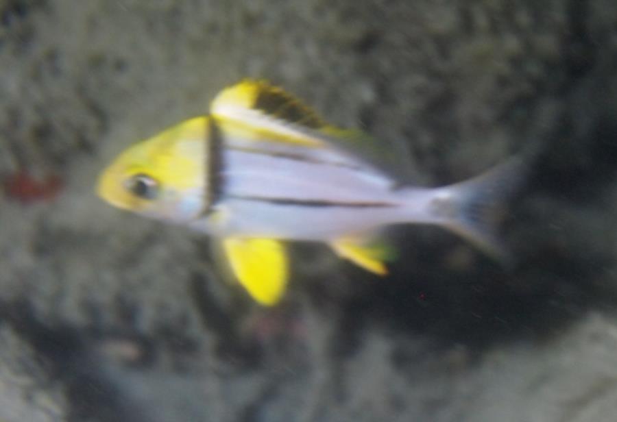 Blue Heron Bridge aka Phil Foster Park, BHB - Juvenile Porkfish