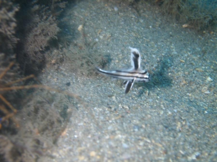 Blue Heron Bridge aka Phil Foster Park, BHB - Smallest juvenile Drum I’ve ever seen