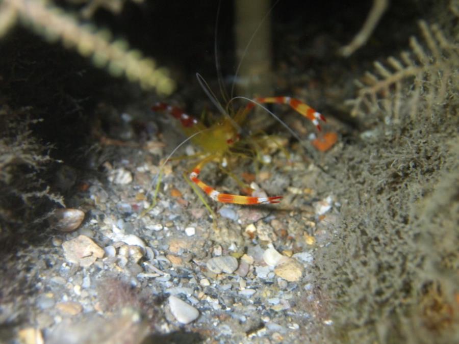 Blue Heron Bridge aka Phil Foster Park, BHB - Orange shrimp, ID?