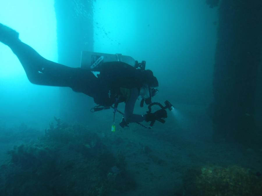 Blue Heron Bridge aka Phil Foster Park, BHB - New Diver