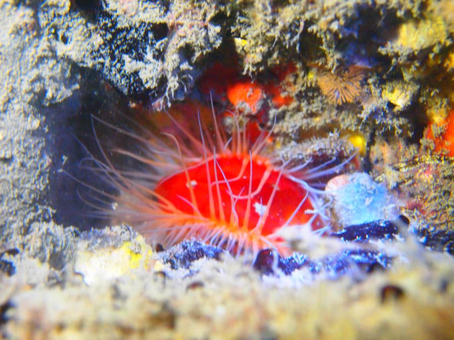 Blue Heron Bridge aka Phil Foster Park, BHB - Flame scallop